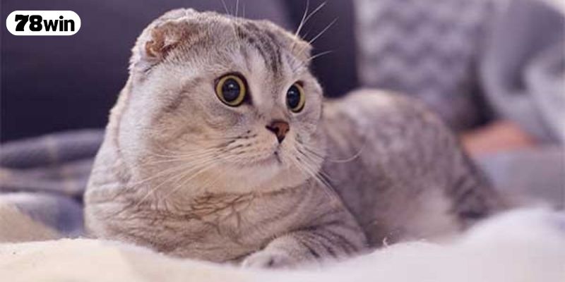 Giải mã từng tình huống khi nằm mơ thấy mèo